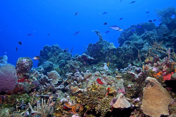 underwater view of coral reef and marine life in Roatan Honduras