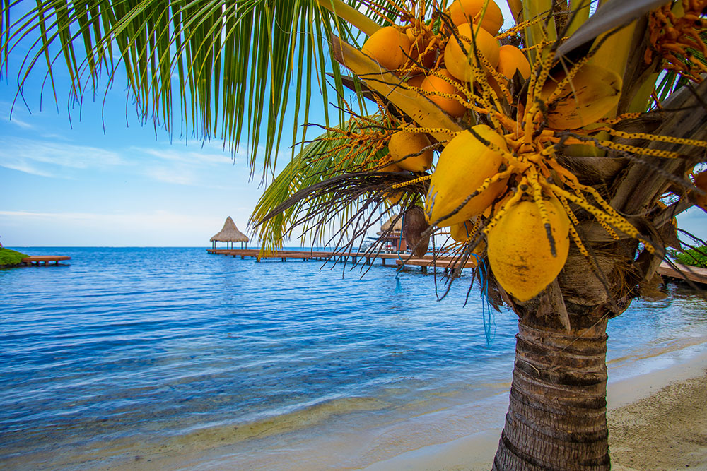 Palm tree with yellow coconuts on the beach in Roatan, which is ideal for snowbird winter rentals