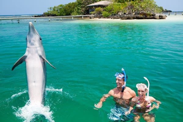 Dolphin swimming backward with a couple watching in the water in Roatan