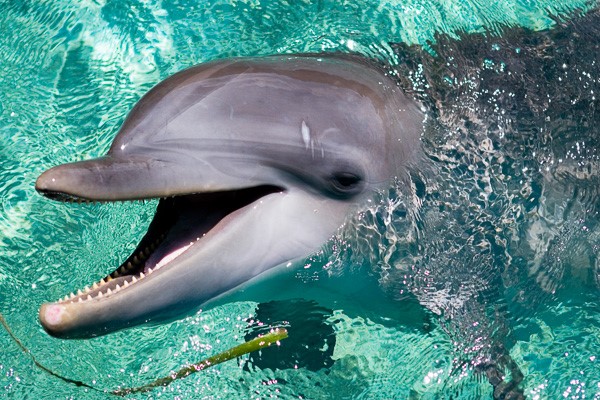 smiling dolphin in Roatan
