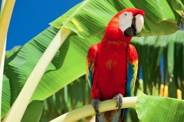 red parrot with a green tree background in Roatan Honduras