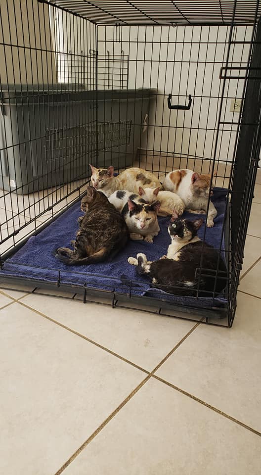kittens rescued from fire