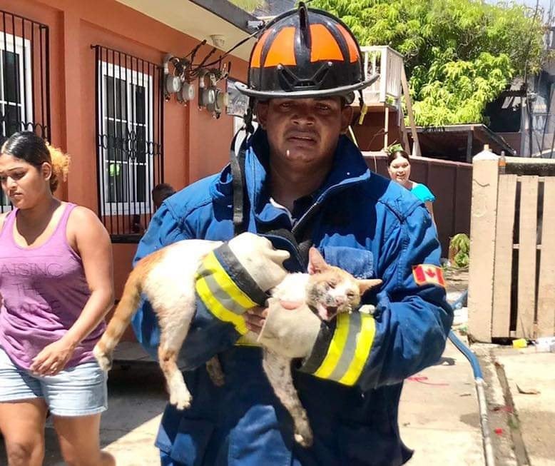 animal rescue