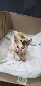 injured kitten from fire